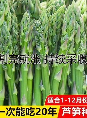精选芦笋种子易种易活，耐寒耐热，南北皆可种，高产鲜嫩一茬茬！