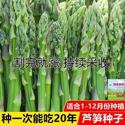 精选芦笋种子易种易活，耐寒耐热，南北皆可种，高产鲜嫩一茬茬！