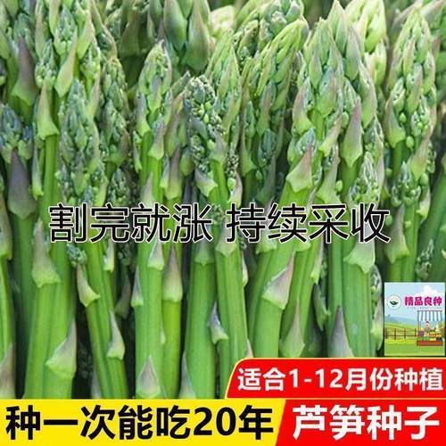 精选芦笋种子易种易活，耐寒耐热，南北皆可种，高产鲜嫩一茬茬！