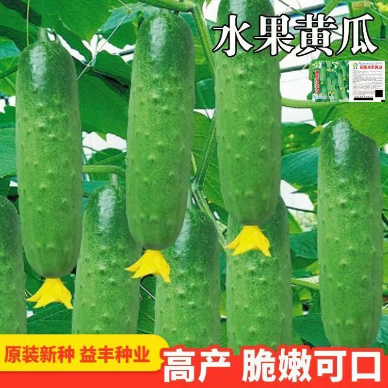水果小黄瓜种子生吃四季水果种籽蔬菜种子批发高产本地新品种阳台