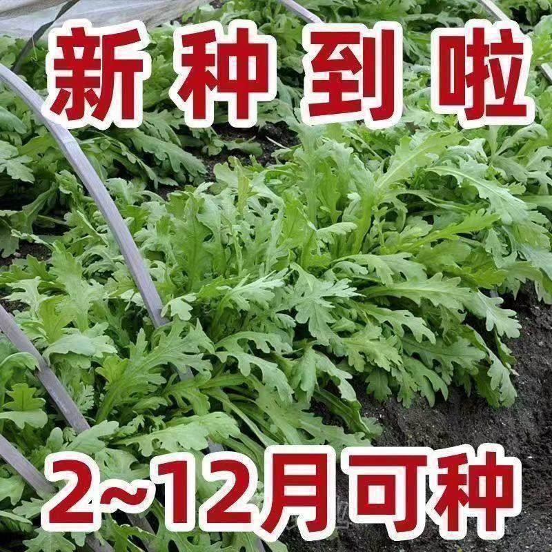 小叶茼蒿种子耐热耐寒菜种秋冬季种籽青菜蔬菜孑皇帝菜籽茼蒿菜种,鲜花速递/花卉仿真/绿植园艺,家庭园艺种子,淘宝优惠券,粉丝福利购,淘宝优惠卷