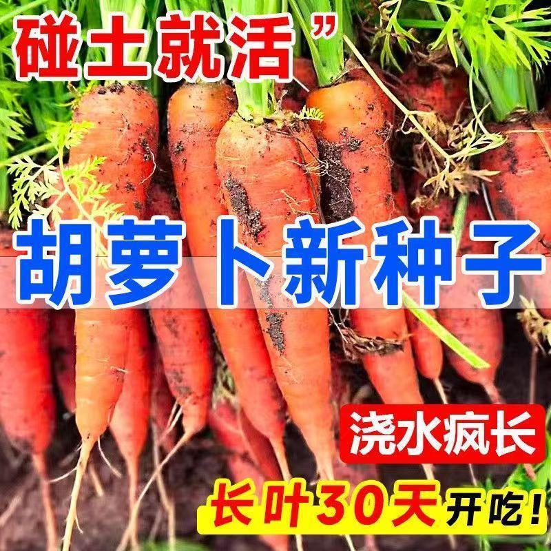 胡萝卜种红罗水果萝卜夏季耐热胡萝卜种孑种籽蔬菜萝卜种大全