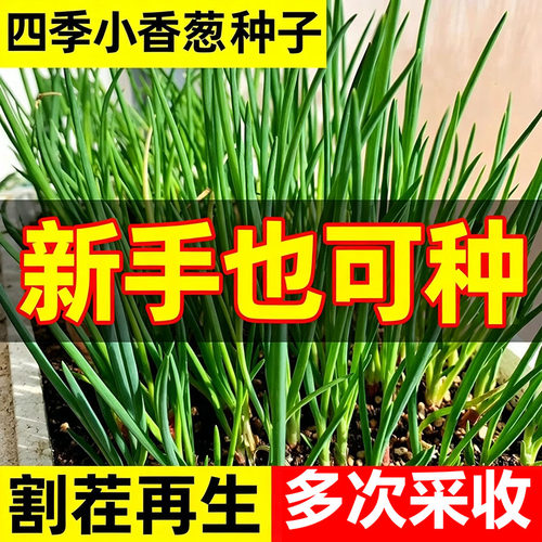 四季小香葱种子红根葱头种葱种籽分葱大葱小葱籽阳台盆栽蔬菜种孑