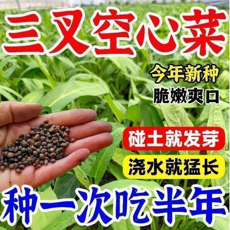 正宗高产三叉空心菜种子柳叶空心菜籽种四季阳台蔬菜种子盆栽菜园
