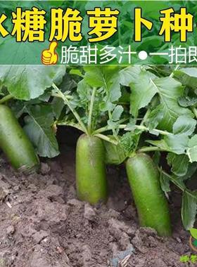 冰糖水果萝卜生吃脆甜农家蔬菜四季高产易播种阳台盆栽沙窝绿萝卜
