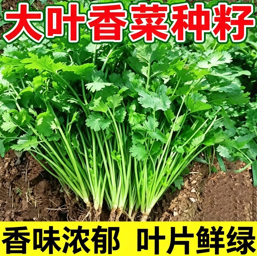 耐热四季香菜种子简单种植大叶芫种籽农家阳台盆栽蔬菜种源