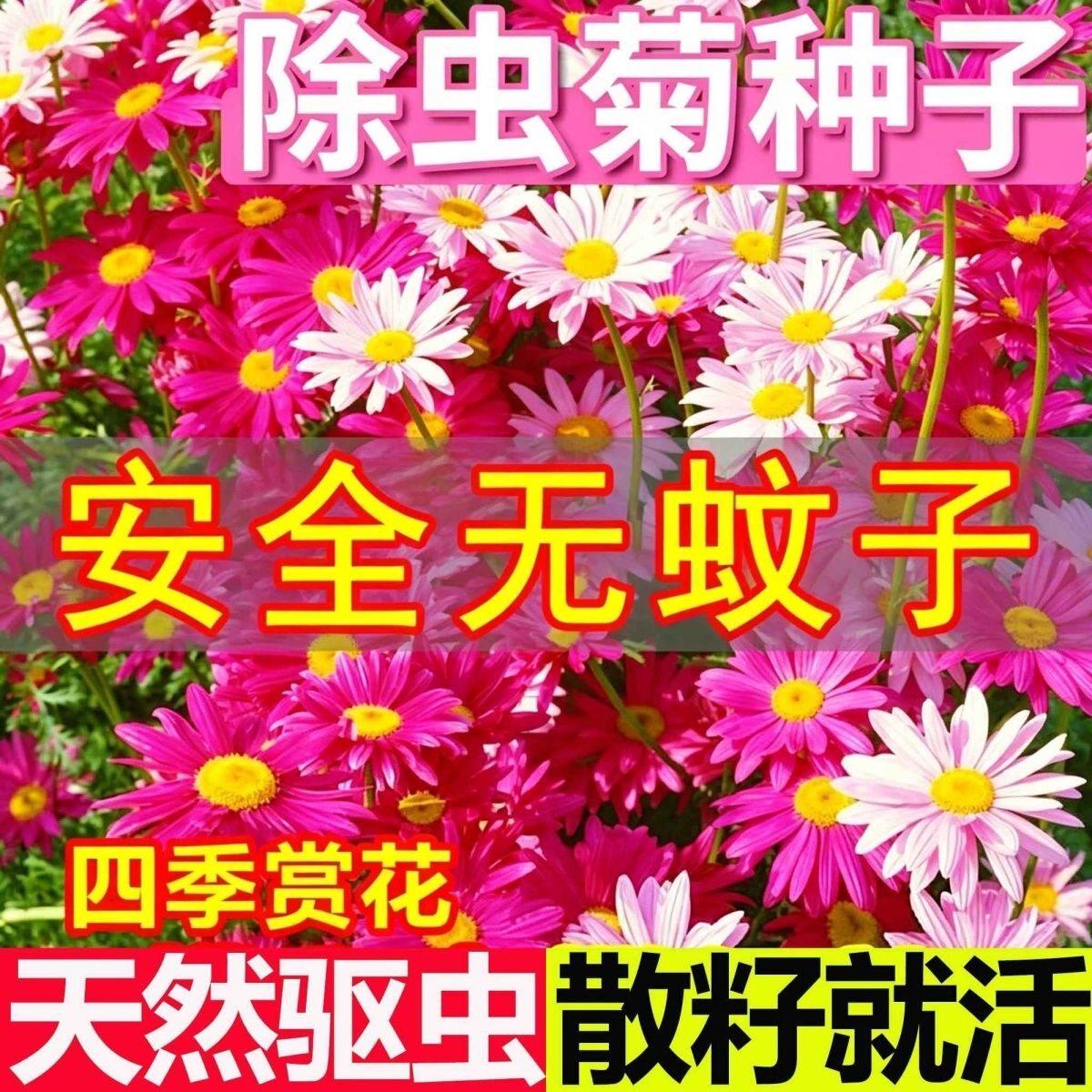 除虫菊花种子四季播种多年生宿根花卉阳台庭院观花种子混色