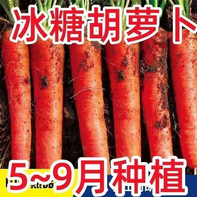 胡萝卜种籽种红罗水果萝卜四季秋冬蔬菜种籽大全胡萝卜种孑种籽