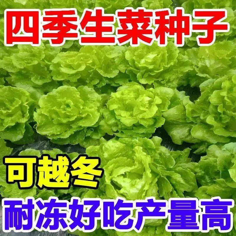 春季蔬菜种子四季甜脆玻璃生菜种孑脆嫩生吃生菜种籽阳台四季盆栽,鲜花速递/花卉仿真/绿植园艺,家庭园艺种子,淘宝优惠券,粉丝福利购,淘宝优惠卷