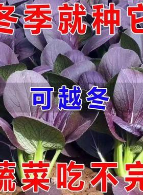 超耐热紫罗兰紫油菜种籽紫色上海青小青菜四季播阳台盆栽蔬菜种子