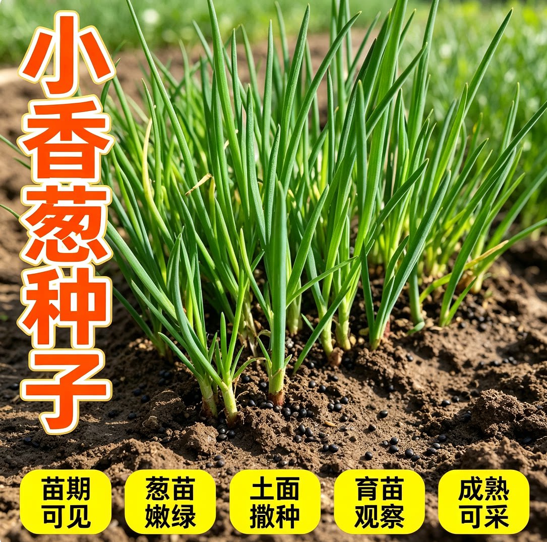 香葱种籽简单种植小香葱种子盆栽家庭蔬菜易种庭院阳台室内图片