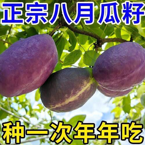 紫色八月瓜种籽炸种孑香