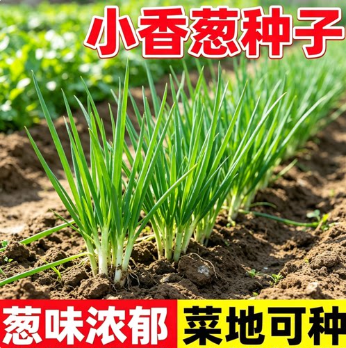 春夏秋冬播快小香葱种子阳台小葱种盆栽葱种子易种蔬菜种子楼顶