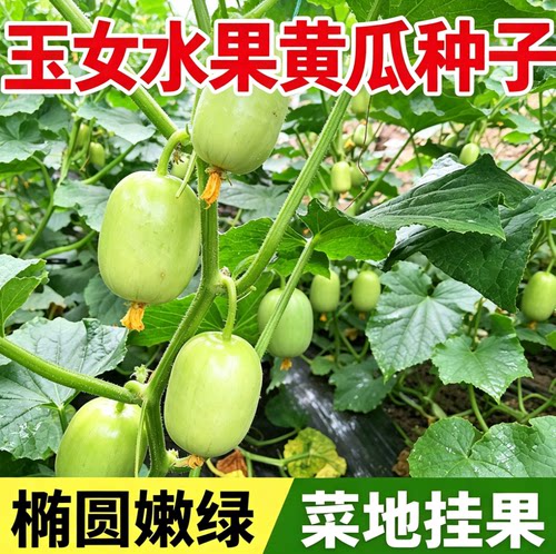 脆甜无渣玉女水果黄瓜种子迷你小黄瓜籽生吃春秋种植阳台盆栽种子