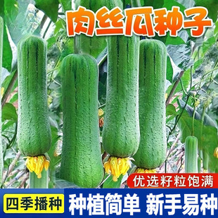 肉丝瓜种子春夏秋季长香丝瓜种籽蔬菜种孑农家庭院爬藤