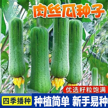 肉丝瓜种子春夏秋季长香丝瓜种籽蔬菜种孑农家庭院爬藤