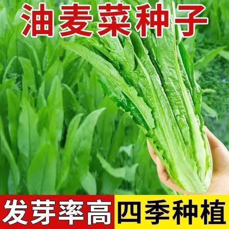 油麦菜种子大叶耐热四季农家阳台盆栽油麦苦菜大颗青菜蔬菜种籽子