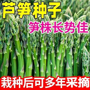 春秋适种芦笋种子发芽率高适应性强质地细嫩高营养耐贮存芦笋种子