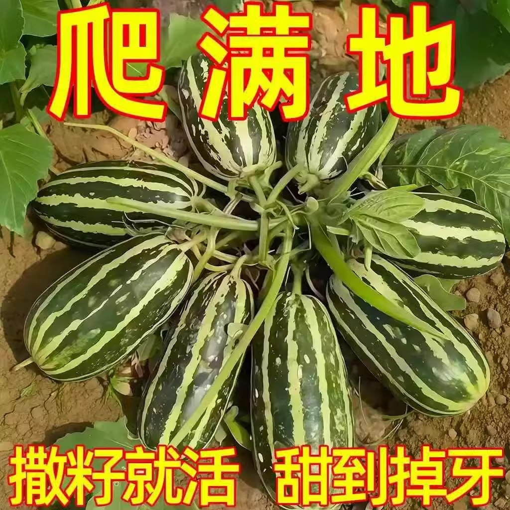 甜掉牙甜瓜种子冰糖甜瓜种子四季种香瓜种子高产庭院阳台水果种子