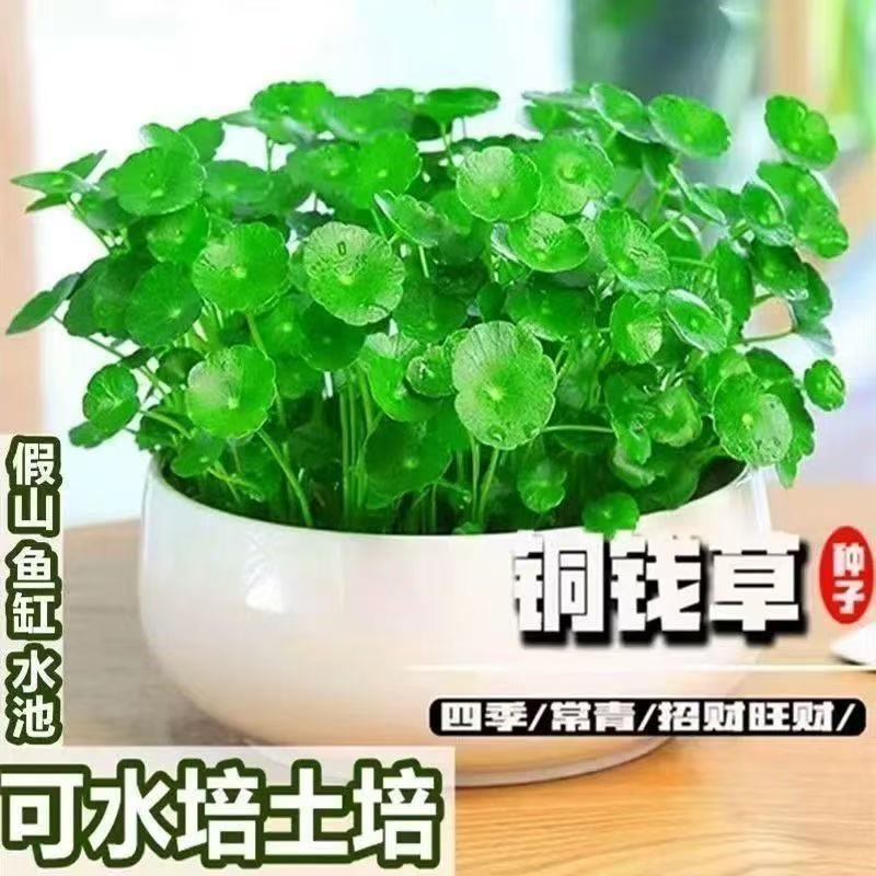 铜钱草水培植物大叶水养金钱草绿植鱼缸水草办公室桌面盆栽净化水