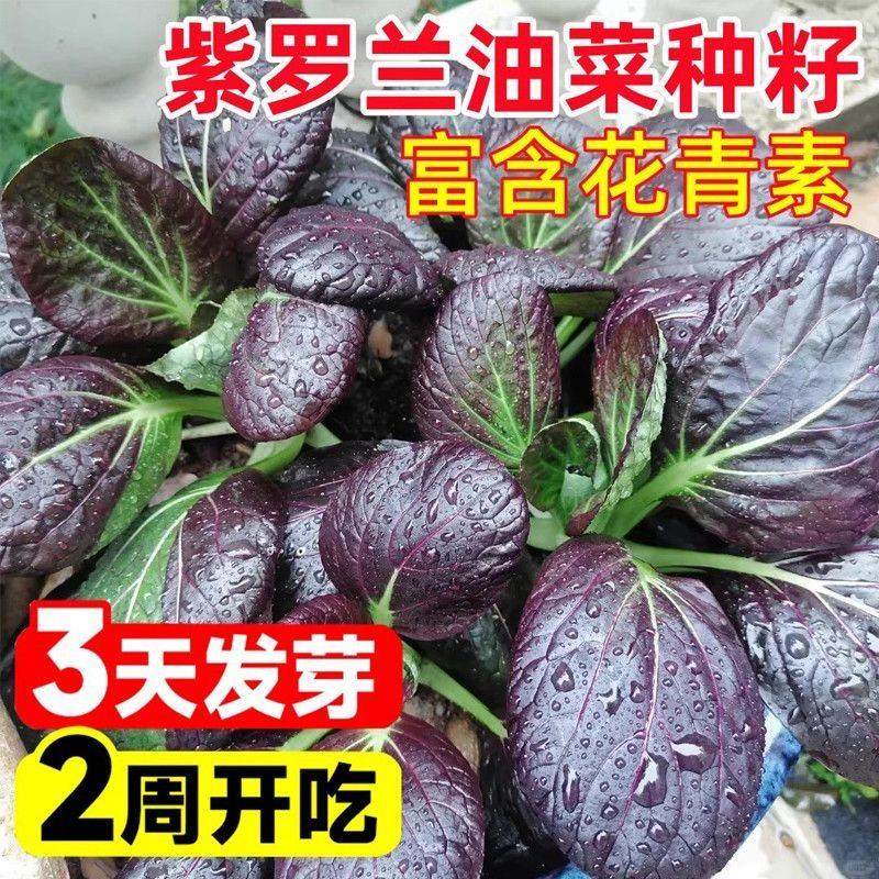 超耐热紫罗兰紫油菜种籽紫色上海青小青菜四季播阳台盆栽蔬菜种子,鲜花速递/花卉仿真/绿植园艺,家庭园艺种子,淘宝优惠券,粉丝福利购,淘宝优惠卷