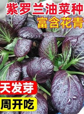 超耐热紫罗兰紫油菜种籽紫色上海青小青菜四季播阳台盆栽蔬菜种子