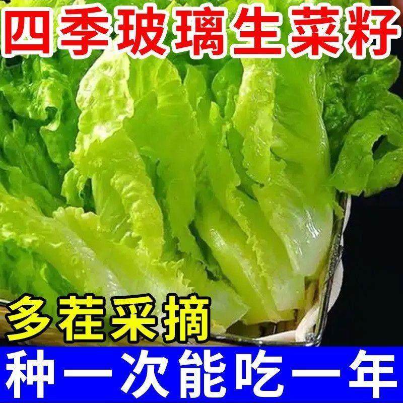 种孑四季甜脆玻璃生菜种子脆嫩生吃生菜种籽阳台四季盆栽春季蔬菜,鲜花速递/花卉仿真/绿植园艺,家庭园艺种子,淘宝优惠券,粉丝福利购,淘宝优惠卷