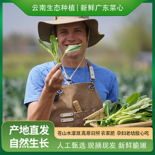 广东菜心生态种植现摘原生态