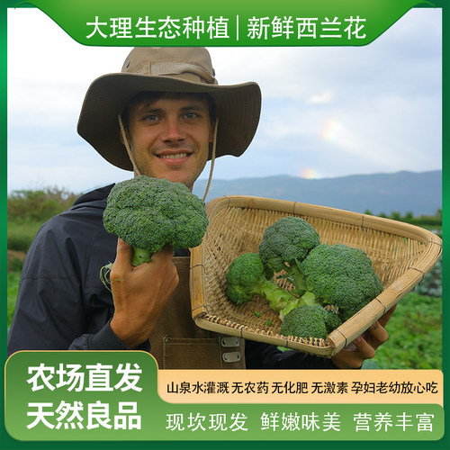 西兰花新鲜生态不打药大理顺丰