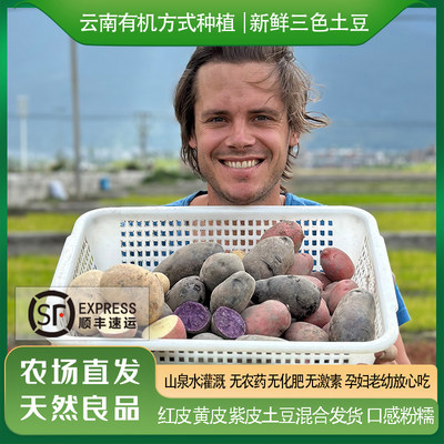 有机方式种植三色土豆大理无农残
