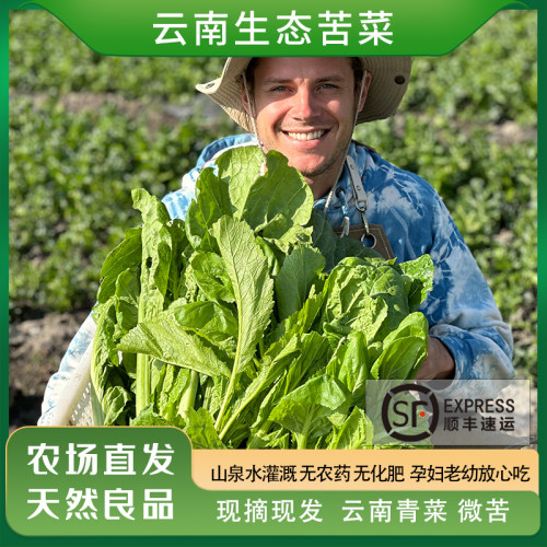 大理有机方式种植苦菜现摘包顺丰