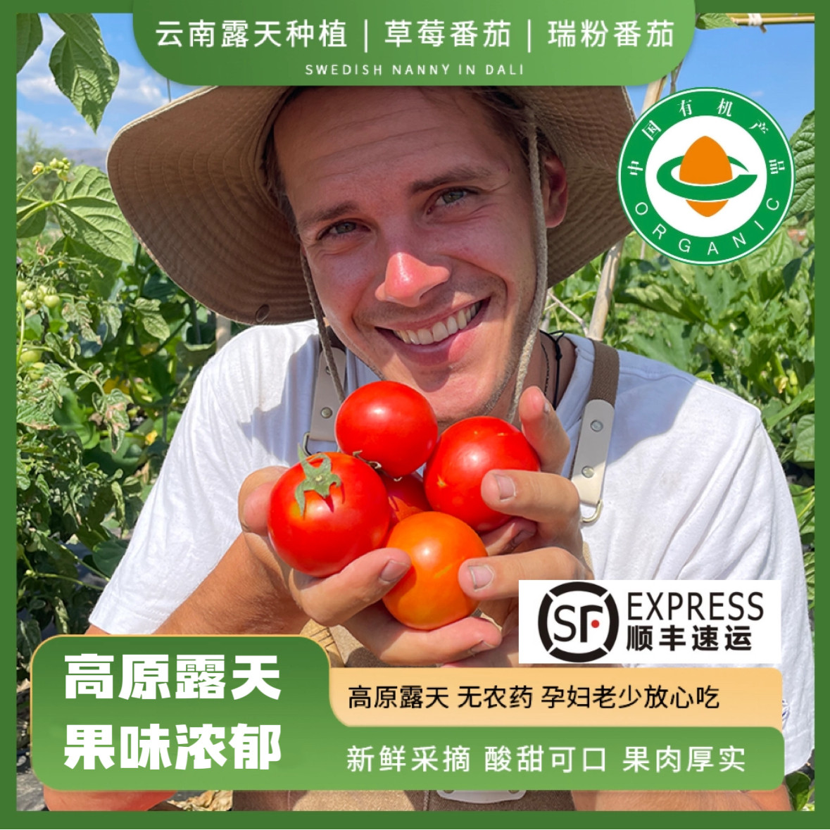 有机番茄瑞粉西红柿生吃酸甜爆汁沙瓤黄金籽云南露天现摘昆明顺丰