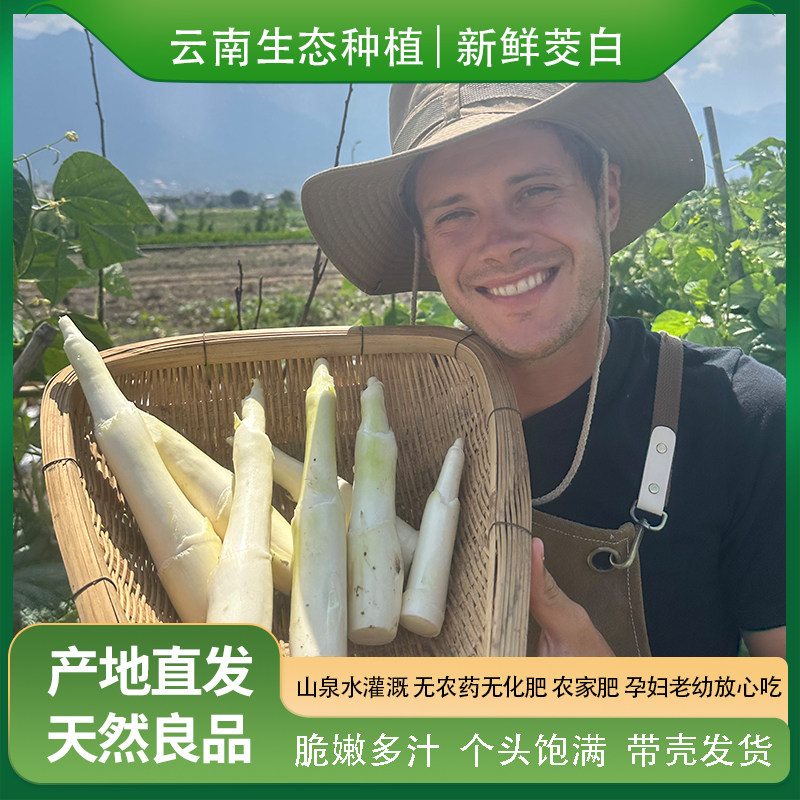 云南生态种植茭白新鲜现摘带皮新鲜蔬菜油闷清炒无农残交白包顺丰