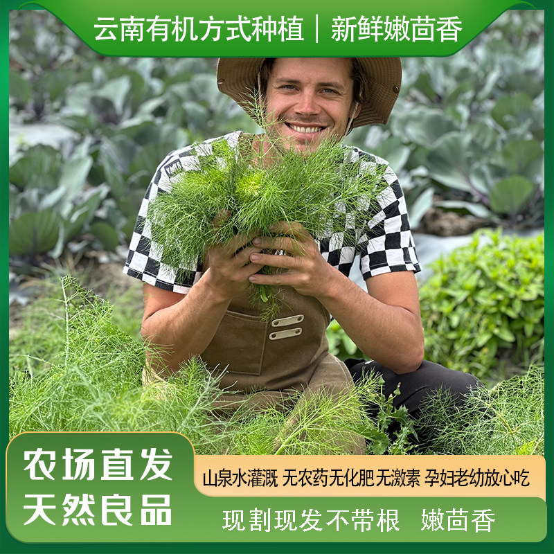 云南有机方式种植茴香菜新鲜现割包饺子调味菜当季新鲜蔬菜包顺丰