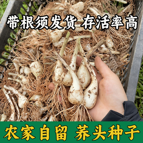 荞头藠头种子带根须新鲜现挖