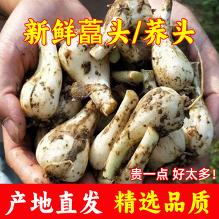 荞头现挖新鲜藠头农家自种教头叫头大个时令蔬菜泡菜江西茭头腌制