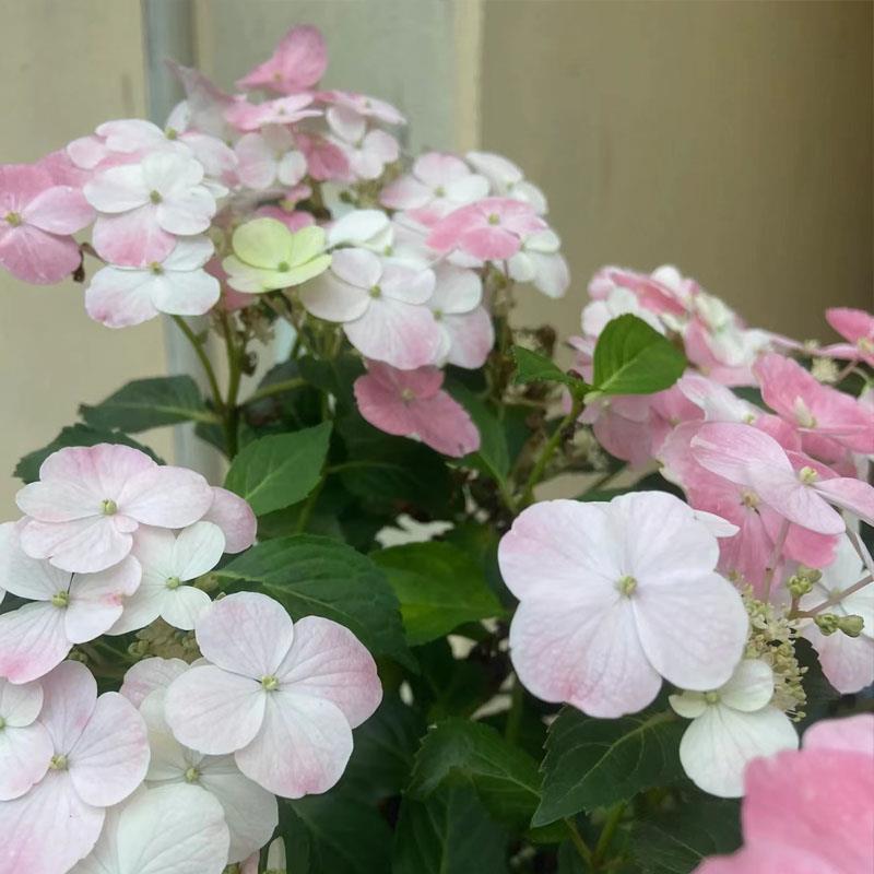 粉落色跑新娘绣球花爬藤绣球带花带苞发货可爬藤可吊栽适合阳台庭