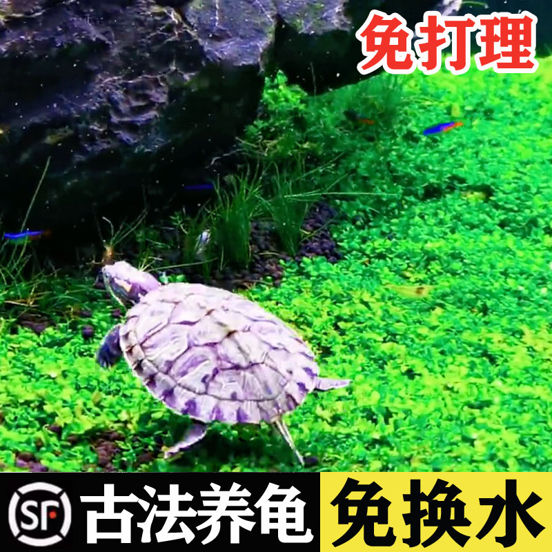 古法养龟乌龟缸家用造景