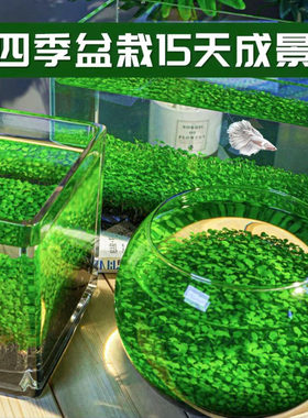 透明玻璃鱼缸创意圆形办公室