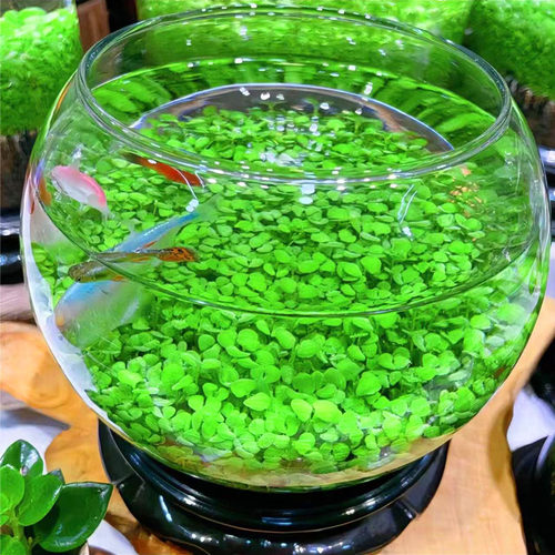鱼缸小型水草种子孑植物配件