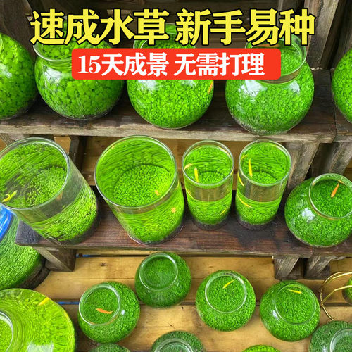 鱼缸水草种子生态玻璃瓶造景