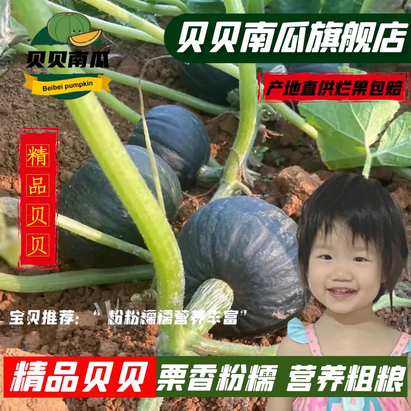 贝贝南瓜新鲜板栗南瓜辅食