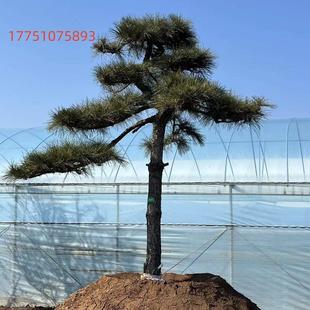 常青黑松造型迎客松 黑松造型树室外大型黑松树别墅公园庭院四季