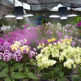 阳台植物补光灯仿全光谱室内大型种植太阳光灯蔬菜多Y肉家用生长