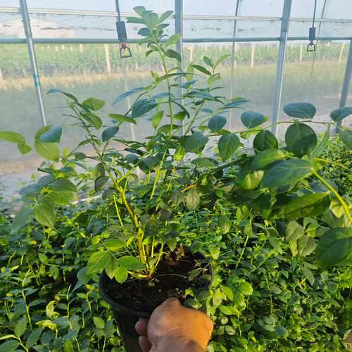 南方早熟大果蓝莓盆栽F6