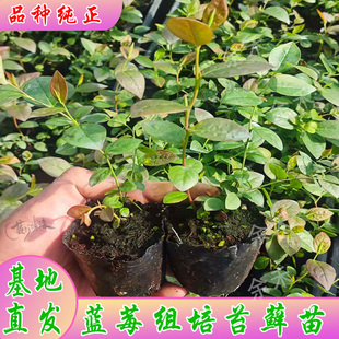 蓝莓脱毒组培苔藓苗蓝莓树果苗南高丛北高从盆栽地栽阳台小苗种植