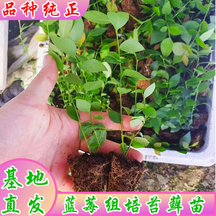 蓝莓脱毒组培苔藓苗蓝莓树果苗南高丛北高从盆栽地栽阳台小苗种植