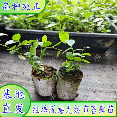 蓝莓组培脱毒苔藓苗小球无纺布蓝莓幼苗南北方早熟大果品种