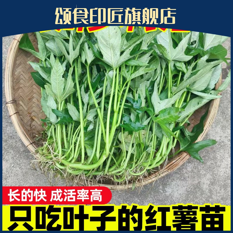 食叶型红薯苗老根苗叶五叉藤秧广西红薯叶苗地瓜叶番薯苗红苕尖吃