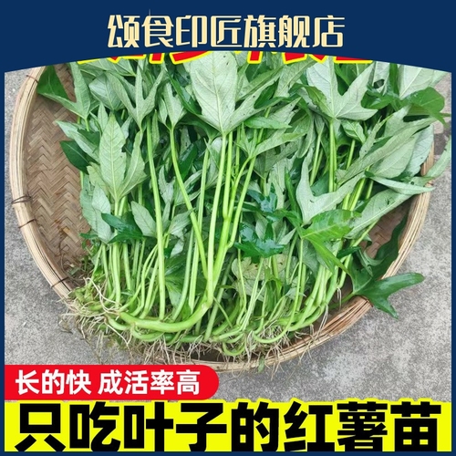 食叶型红薯苗老根苗叶五叉藤秧广西红薯叶苗地瓜叶番薯苗红苕尖吃